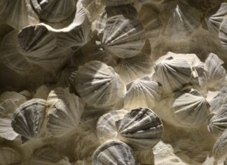 Czy opłaca się zostać coachem?